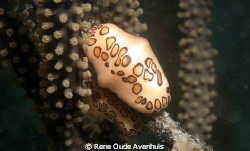 Flamingo Tongue shells eating soft corals by Rene Oude Avenhuis 